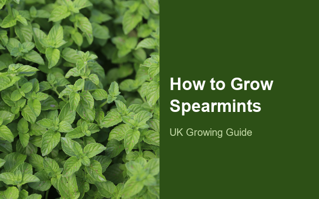 How to Grow Spearmints | Planting & Establishment guide thumbnail