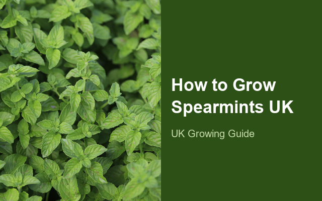 How to Grow Spearmints UK | Regional Planting Calendar guide thumbnail