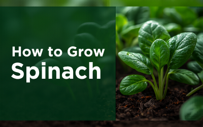 Spinach guide thumbnail