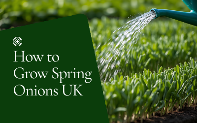 Spring Onions guide thumbnail
