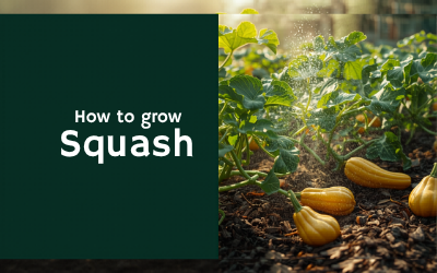 Squash guide thumbnail