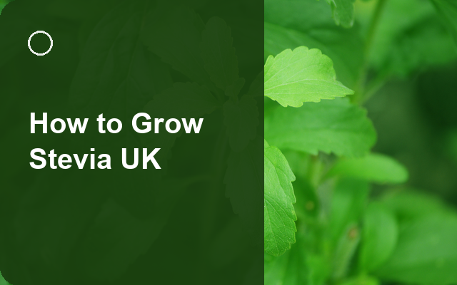 How to Grow Stevia UK | Regional Planting Calendar guide thumbnail