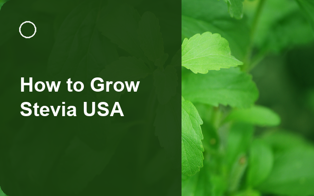 How to Grow Stevia USA | Regional Planting Calendar guide thumbnail