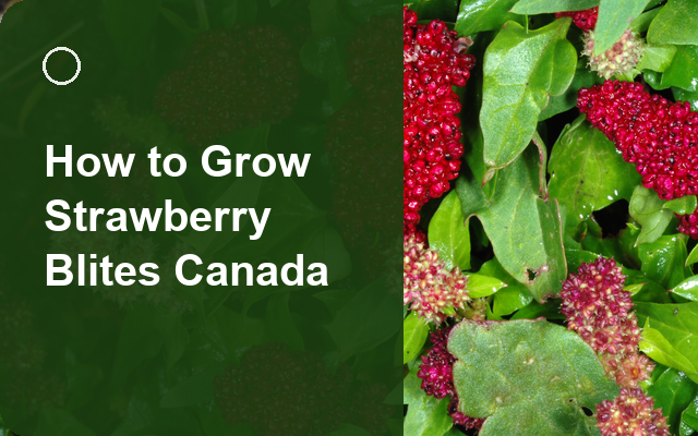 How to Grow Strawberry Blites Canada | Complete Growing Guide guide thumbnail