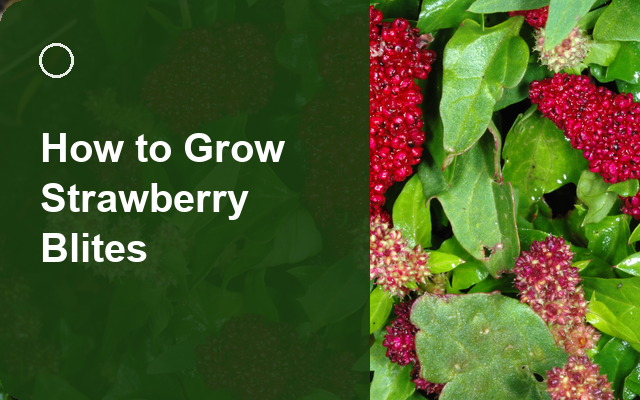 How to Grow Strawberry Blites | Complete Growing Guide guide thumbnail