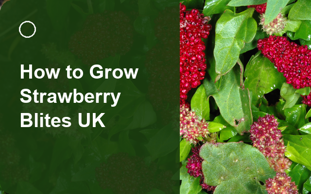 How to Grow Strawberry Blites UK | Regional Planting Calendar guide thumbnail