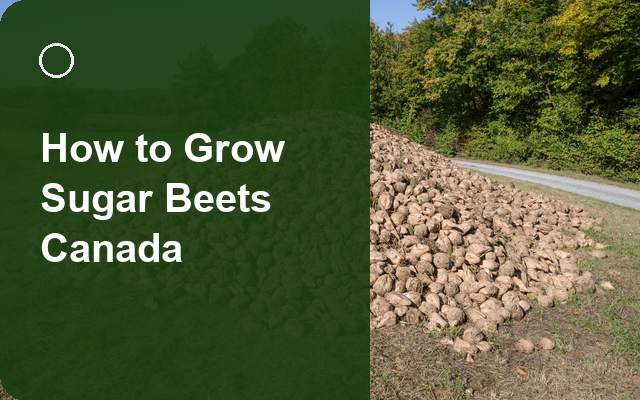 How to Grow Sugar Beets Canada | Complete Growing Guide guide thumbnail