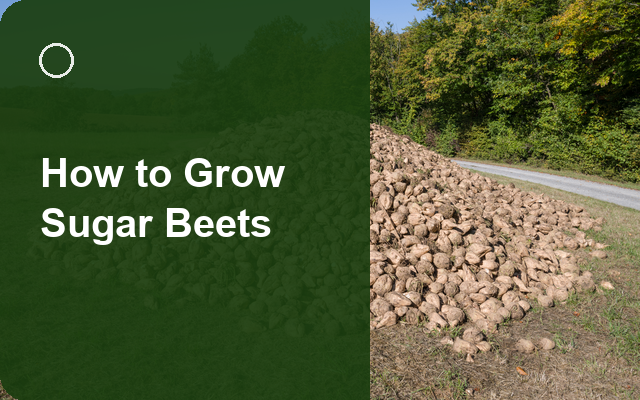 How to Grow Sugar Beets | Complete Growing Guide guide thumbnail