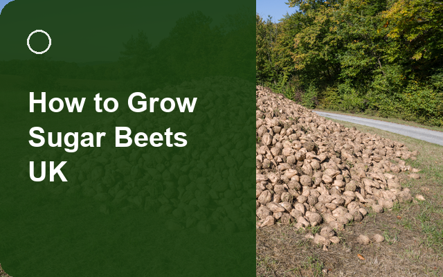 How to Grow Sugar Beets UK | Regional Planting Calendar guide thumbnail