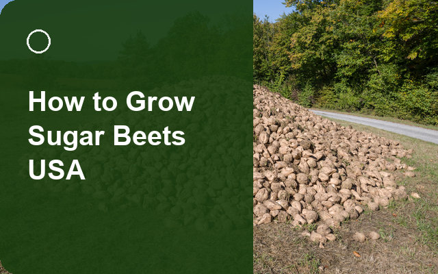 How to Grow Sugar Beets USA | Complete Growing Guide guide thumbnail