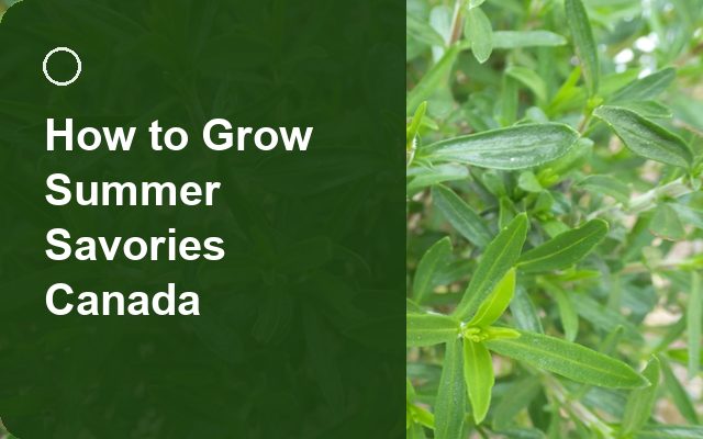 How to Grow Summer Savories Canada | Planting & Establishment guide thumbnail