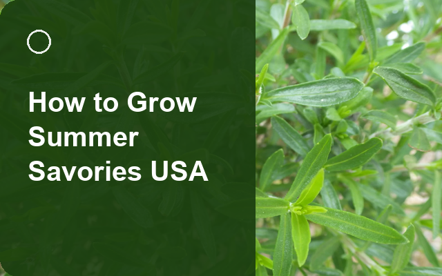 How to Grow Summer Savories USA | Planting & Establishment guide thumbnail