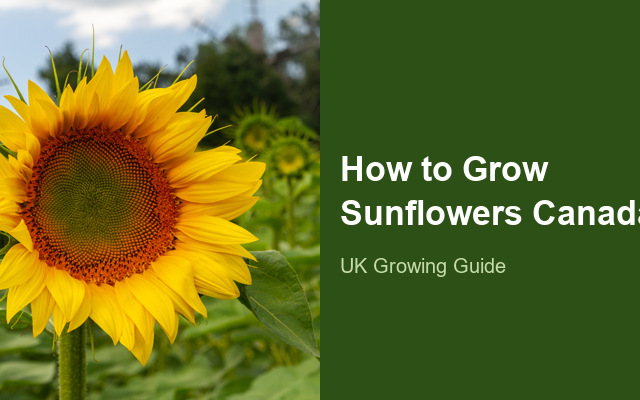 How to Grow Sunflowers Canada | Complete Growing Guide guide thumbnail