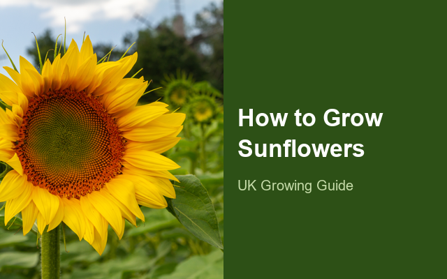 How to Grow Sunflowers | Complete Growing Guide guide thumbnail