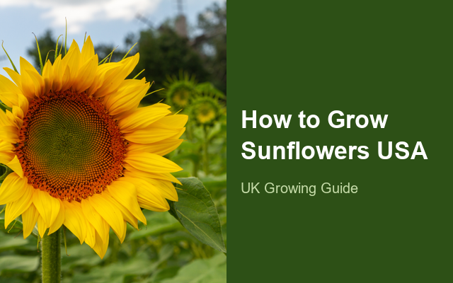 How to Grow Sunflowers USA | Complete Growing Guide guide thumbnail
