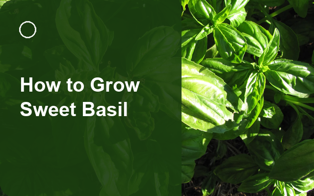 How to Grow Sweet Basil | Care, Pests & Disease Control guide thumbnail