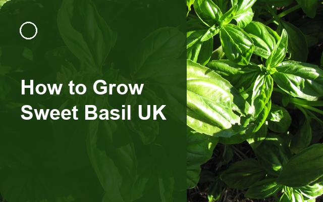 How to Grow Sweet Basil UK | Care, Pests & Disease Control guide thumbnail