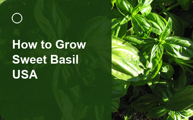 How to Grow Sweet Basil USA | Care, Pests & Disease Control guide thumbnail