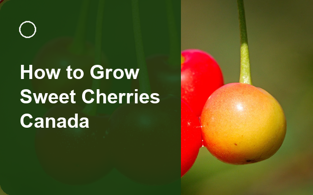 How to Grow Sweet Cherries Canada | Care, Pests & Disease Control guide thumbnail