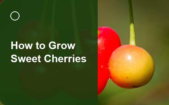 How to Grow Sweet Cherries | Care, Pests & Disease Control guide thumbnail