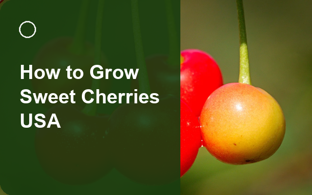How to Grow Sweet Cherries USA | Care, Pests & Disease Control guide thumbnail