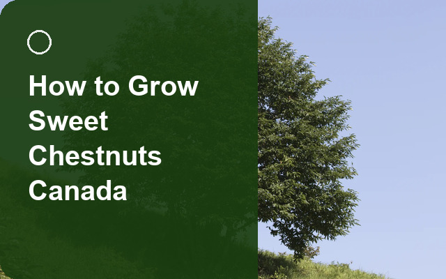 How to Grow Sweet Chestnuts Canada | Complete Growing Guide guide thumbnail
