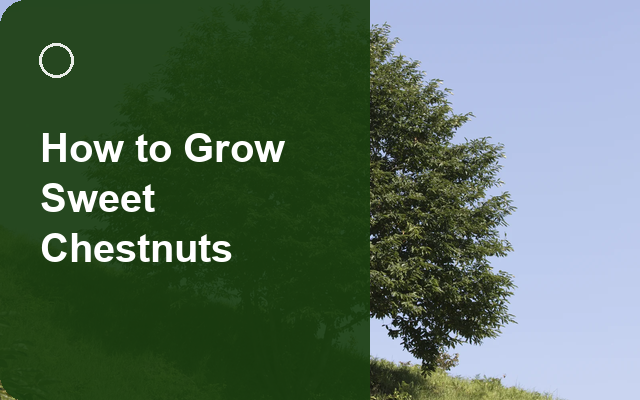 How to Grow Sweet Chestnuts | Complete Growing Guide guide thumbnail