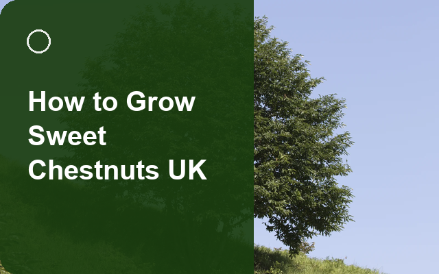 How to Grow Sweet Chestnuts UK | Regional Planting Calendar guide thumbnail