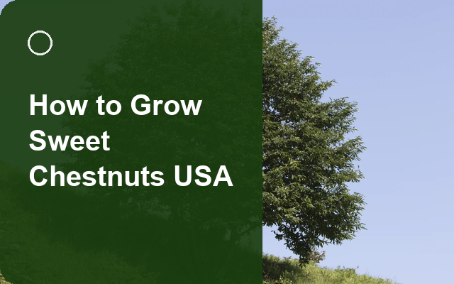 How to Grow Sweet Chestnuts USA | Complete Growing Guide guide thumbnail