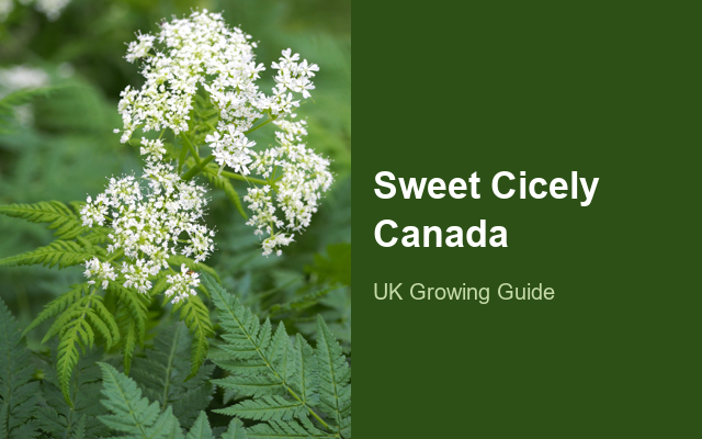 How to Grow Sweet Cicely Canada | Planting & Establishment guide thumbnail