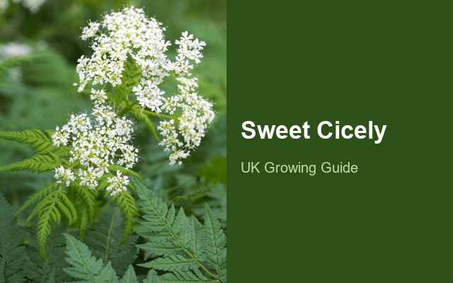 How to Grow Sweet Cicely | Planting & Establishment guide thumbnail