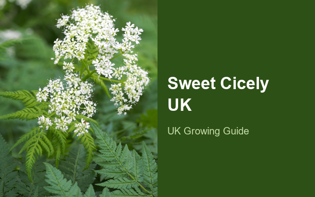 How to Grow Sweet Cicely UK | Regional Planting Calendar guide thumbnail