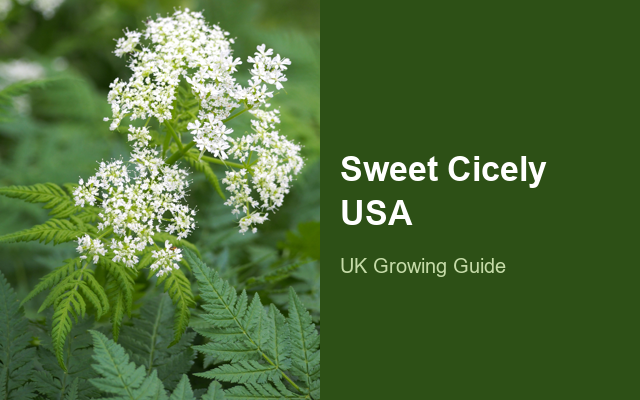 How to Grow Sweet Cicely USA | Planting & Establishment guide thumbnail