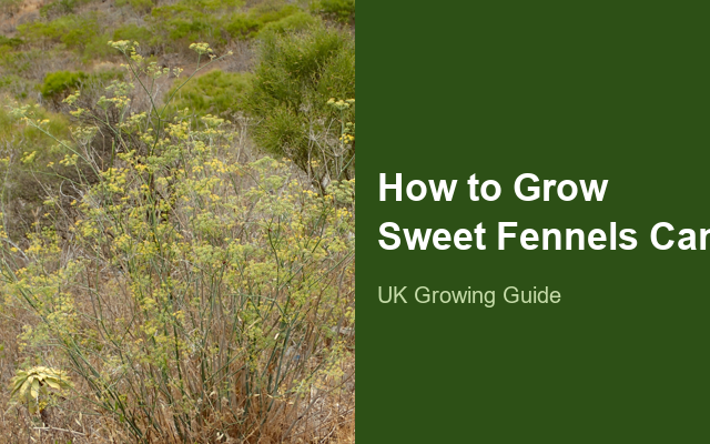 How to Grow Sweet Fennels Canada | Planting & Establishment guide thumbnail