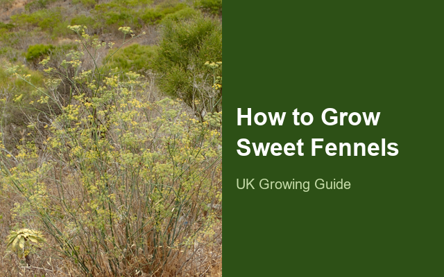 How to Grow Sweet Fennels | Planting & Establishment guide thumbnail
