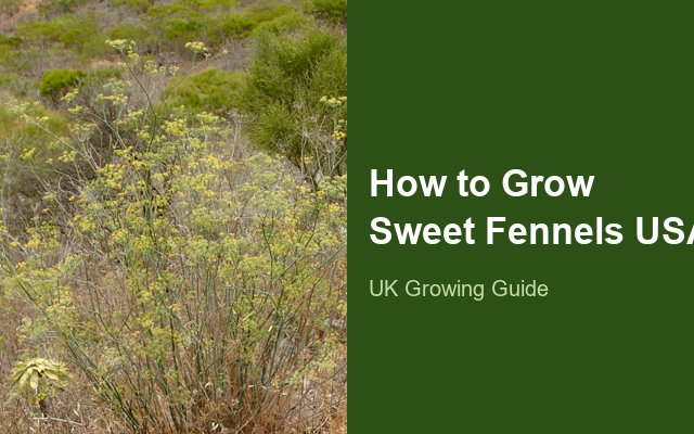How to Grow Sweet Fennels USA | Planting & Establishment guide thumbnail