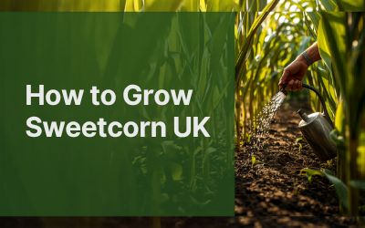 Sweetcorn guide thumbnail