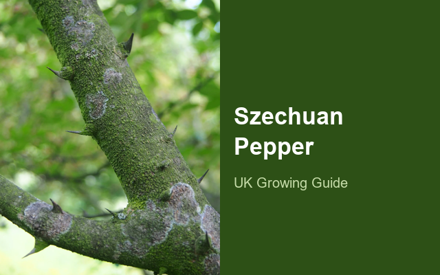 How to Grow Szechuan Peppers | Complete Growing Guide guide thumbnail