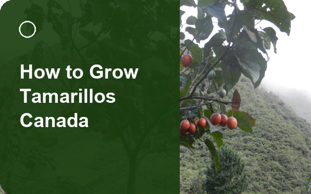 How to Grow Tamarillos Canada | Care, Pests & Disease Control guide thumbnail