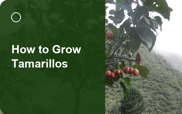 How to Grow Tamarillos | Care, Pests & Disease Control guide thumbnail