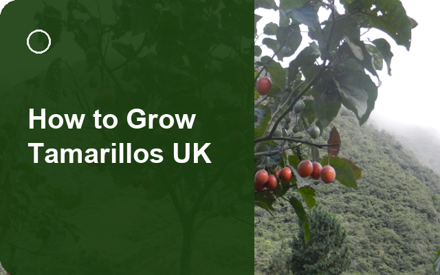 How to Grow Tamarillos UK | Regional Planting Calendar guide thumbnail