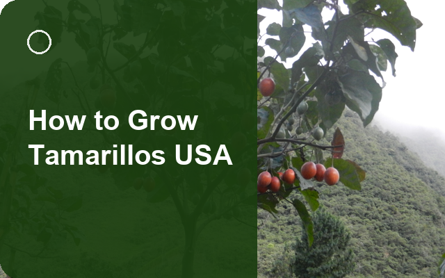 How to Grow Tamarillos USA | Care, Pests & Disease Control guide thumbnail