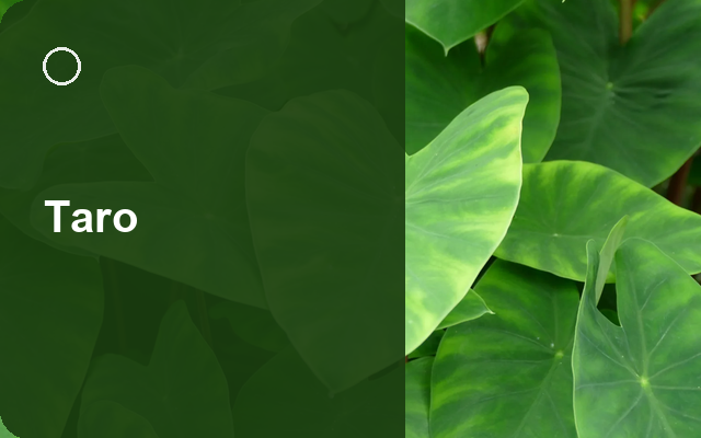 How to Grow Taros UK | Regional Planting Calendar guide thumbnail