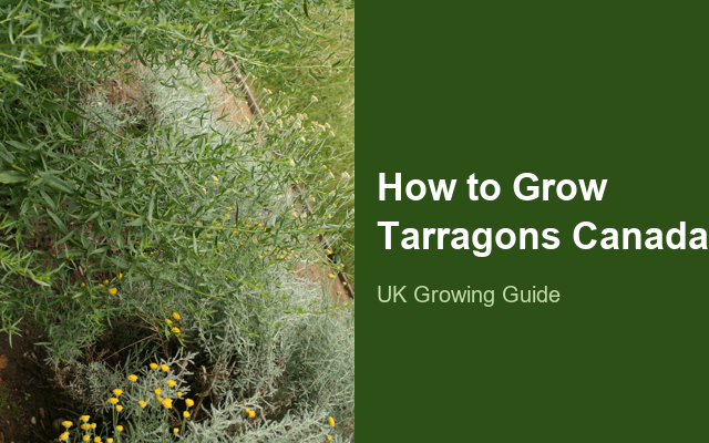 How to Grow Tarragons Canada | Planting & Establishment guide thumbnail
