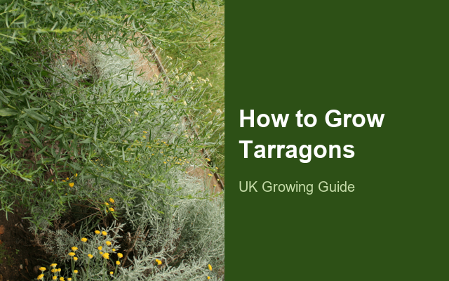 How to Grow Tarragons | Planting & Establishment guide thumbnail