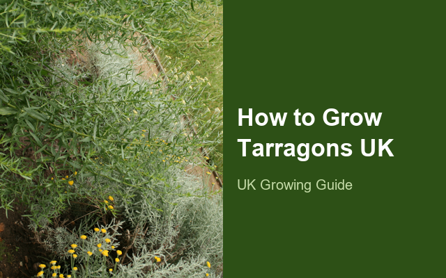 How to Grow Tarragons UK | Regional Planting Calendar guide thumbnail