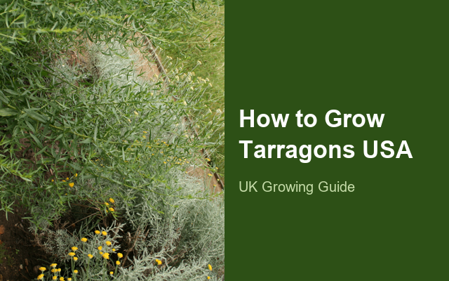 How to Grow Tarragons USA | Planting & Establishment guide thumbnail