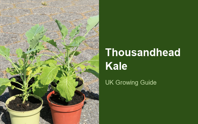 How to Grow Thousandhead Kales USA | Planting & Establishment guide thumbnail