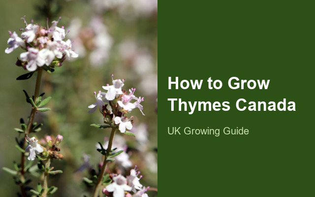 How to Grow Thymes Canada | Planting & Establishment guide thumbnail
