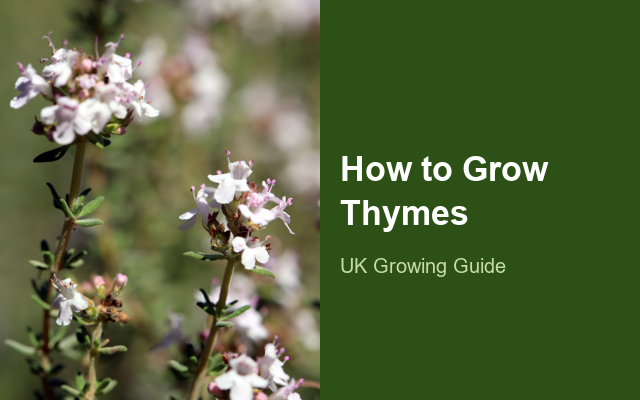 How to Grow Thymes | Planting & Establishment guide thumbnail